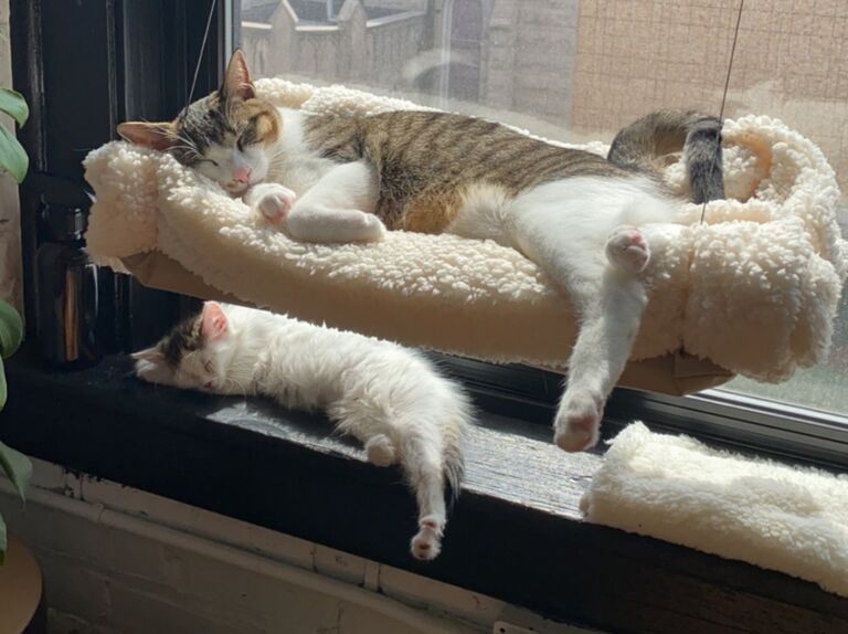 She fits right in...
