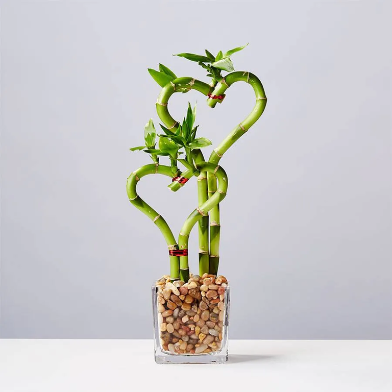 Heart shaped bamboo plant for your fiancé