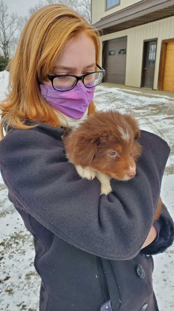 We got our Mini Austrailian Shepard, Dessie.