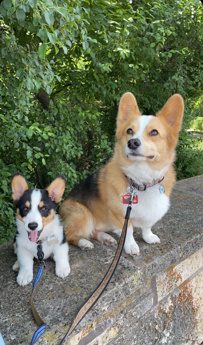 Duezy's Gotcha Day, our family gets bigger by one crazy little corgi.