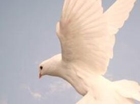 White Wings Dove Releases - Dove Releases - Wichita, KS - Hero Gallery 3