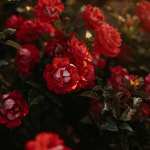 Gallery Photo 63