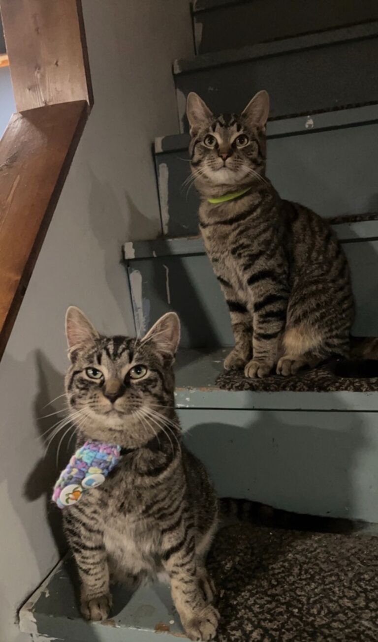Became cat parents to Milo and Bowie