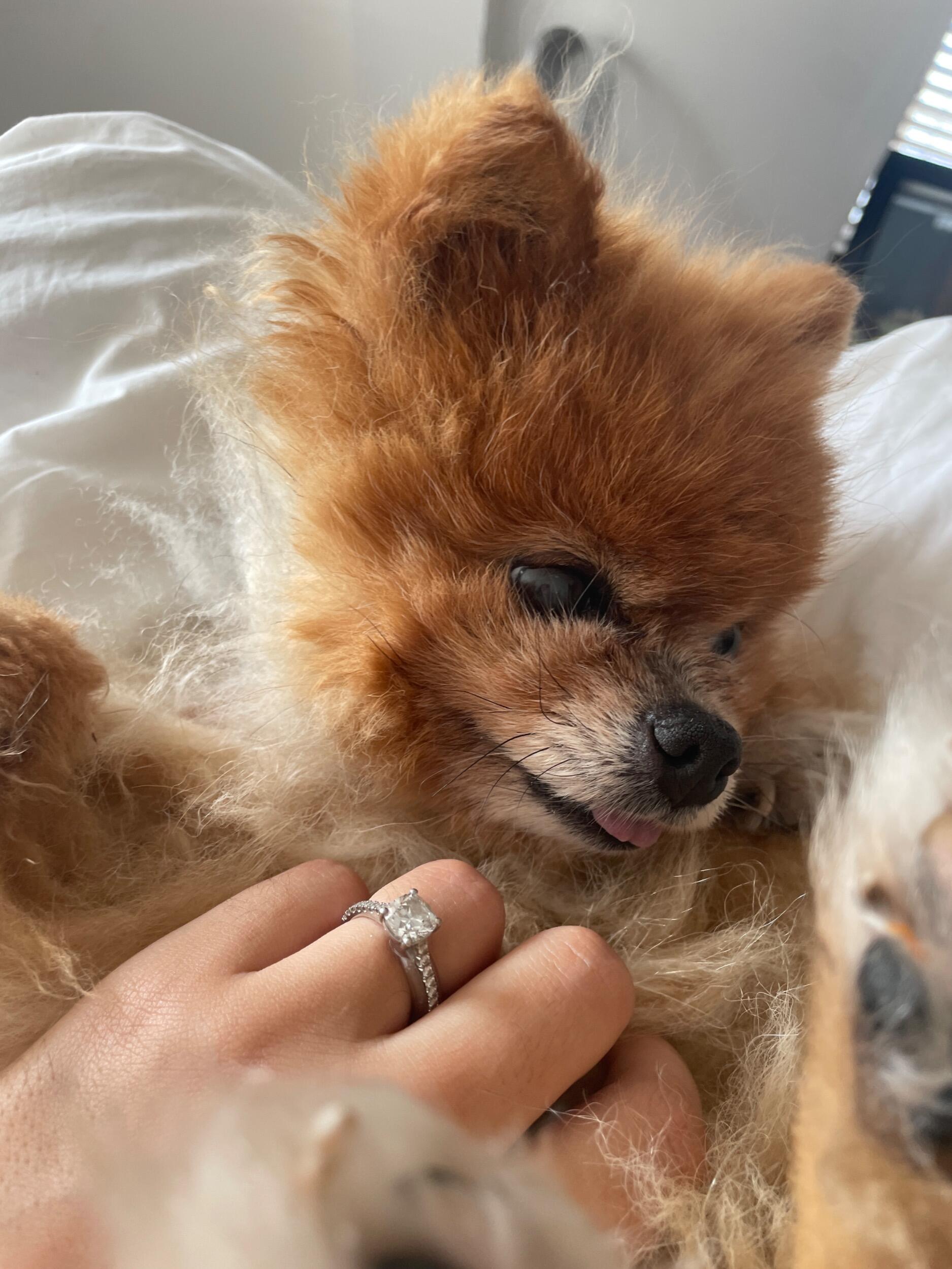 Adopted Simba / Mr Baboon 