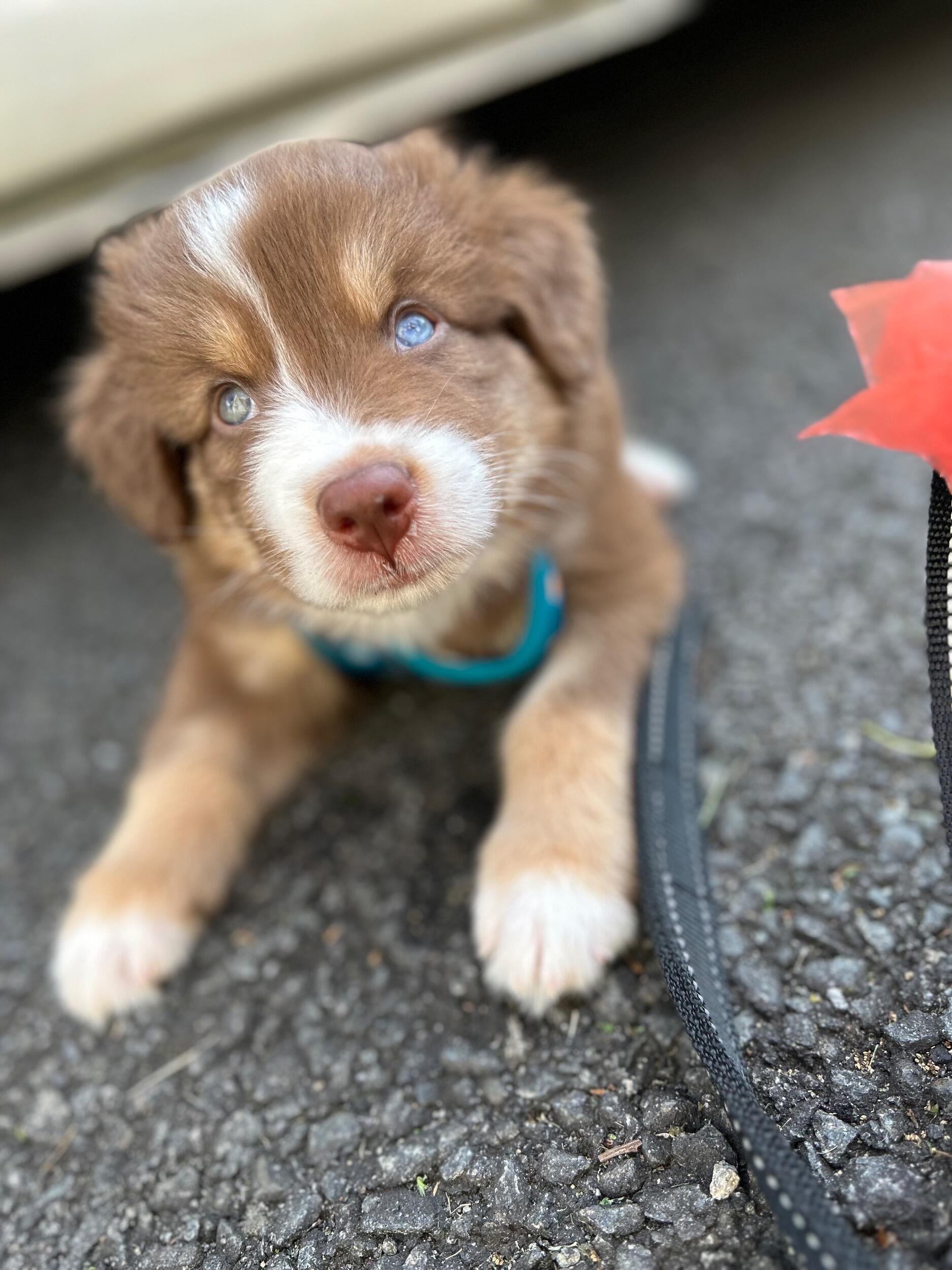 The second baby joins the family- Frog. 