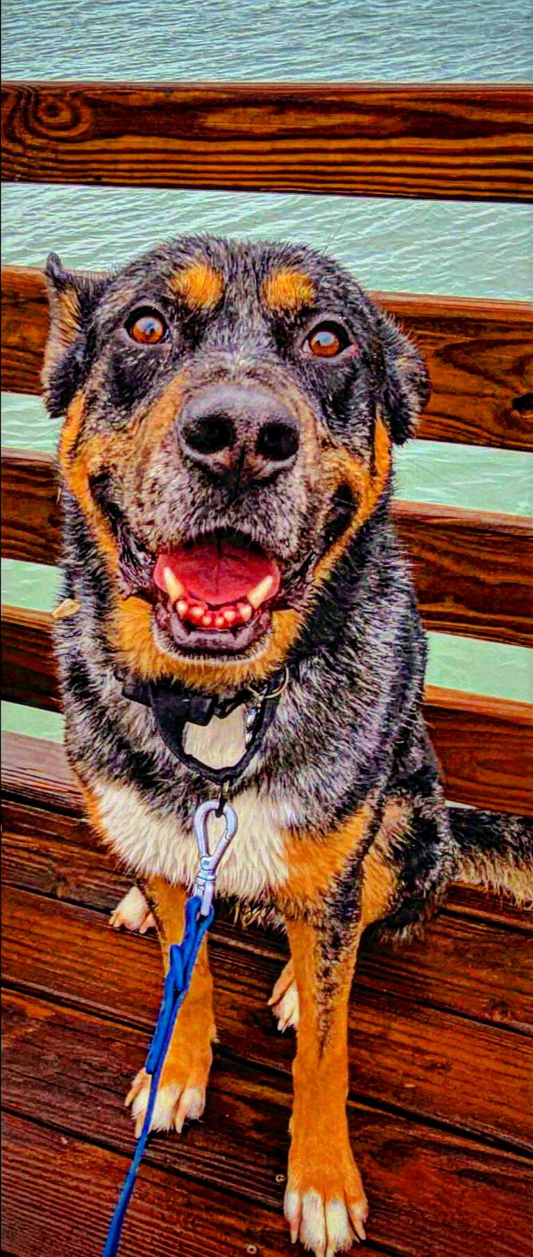 🐾🤍Happy 2nd Birthday to our Gotham Boy🤍🐾