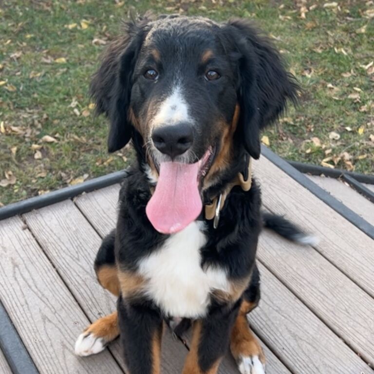 We added Cooper to the family!
