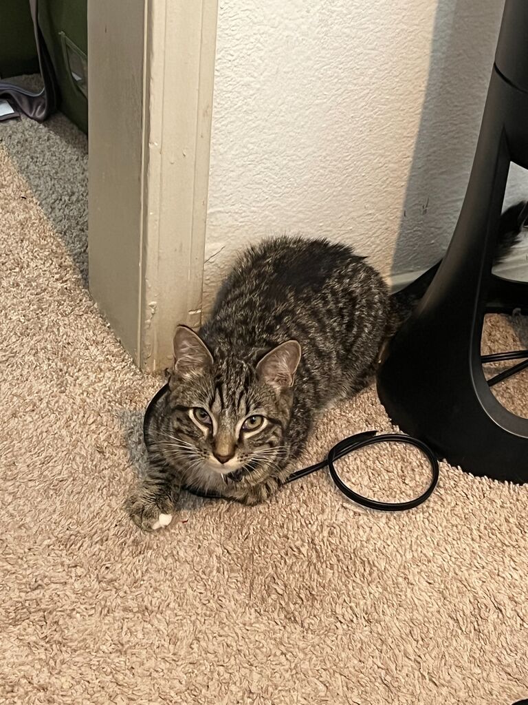 After a great day on the lake, fate decided we needed one more. We found Matey while shopping in a King Soopers grocery store. Once caught, nobody knew what to do with him, so we took him home. Also known as: Matey Boy, Scavenger, Little boy.
