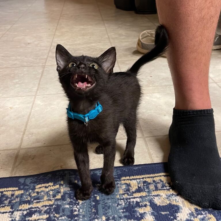 Rescued a kitten from under the hood of a Tacoma on a Tuesday, thus giving us our first pet, Taco.