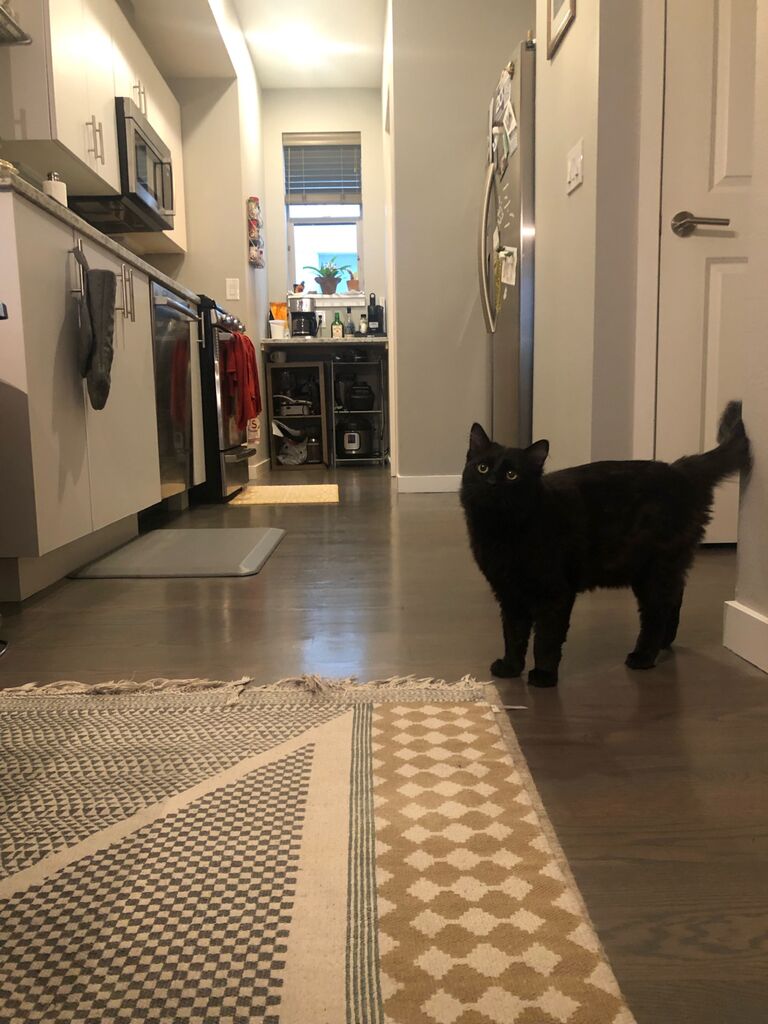 We grew our family by adopting a cat named Chada -  of course named after our favorite Thai restaurant. Chada's big personality and curious demeanor hooked us from the start.