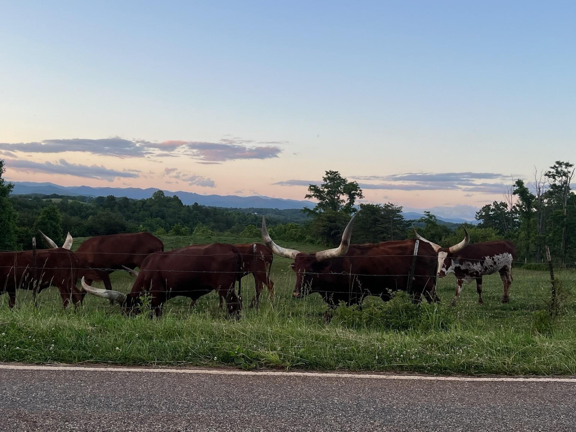 First time seeing the cows. PSSSTT...this is where Tanner proposed! Who would have ever guessed?!