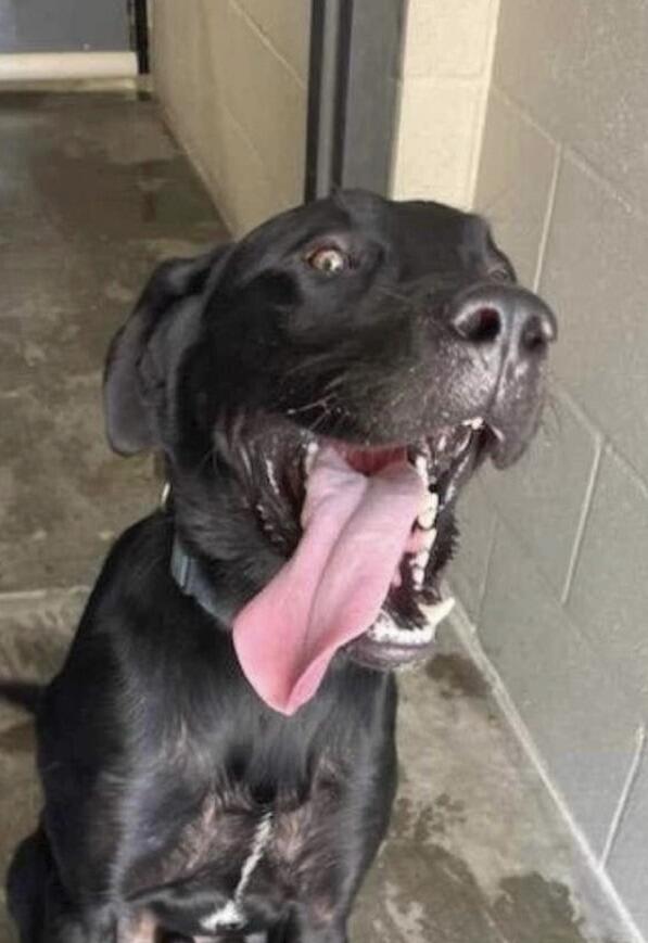 Saw this picture online and couldn't resist adopting Ranger