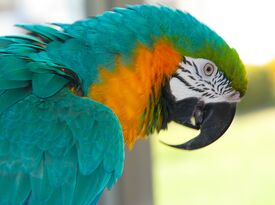 Linda The Parrot Lady - Animal For A Party - Delray Beach, FL - Hero Gallery 1