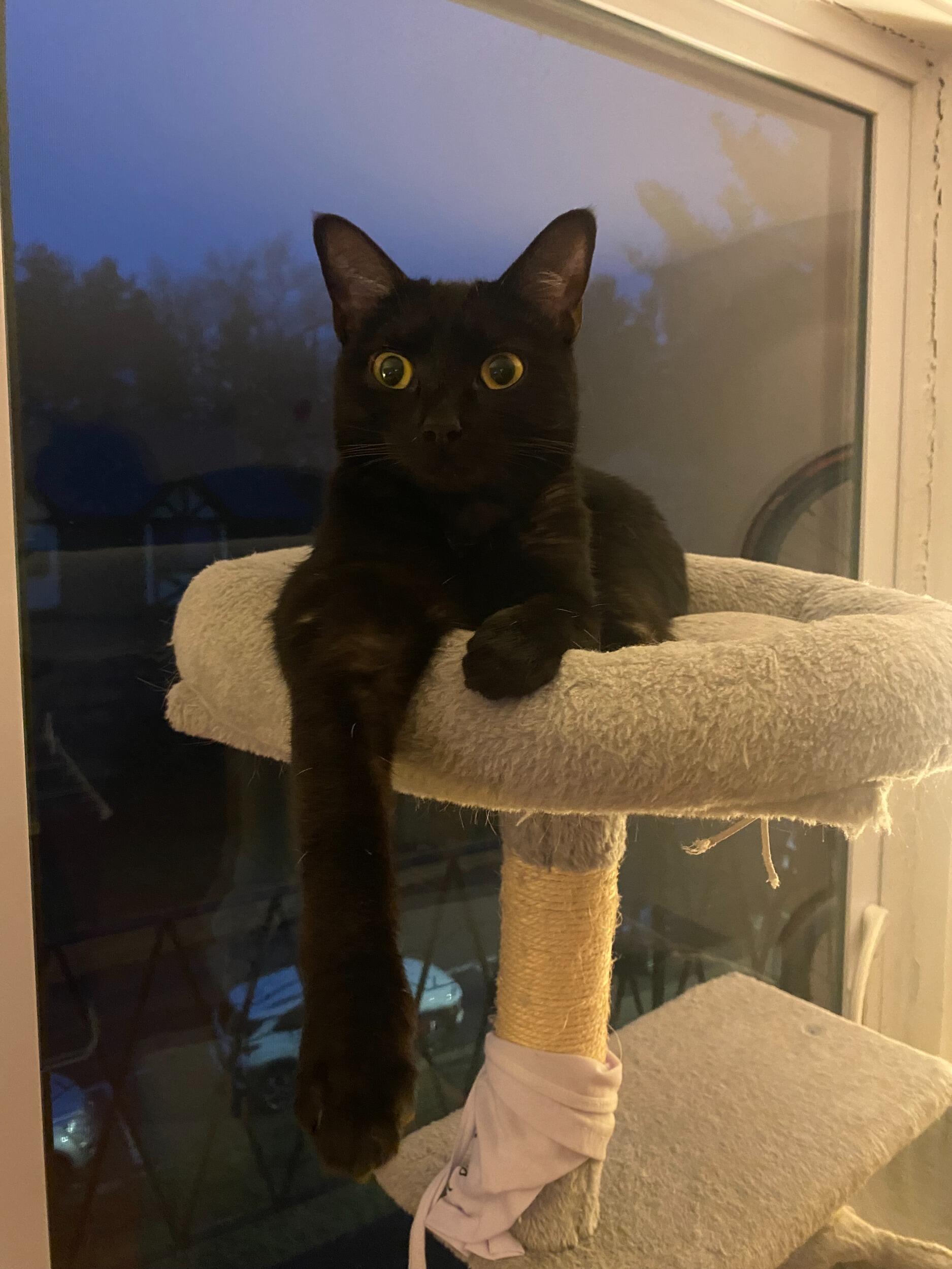 Day we adopted Cleo 