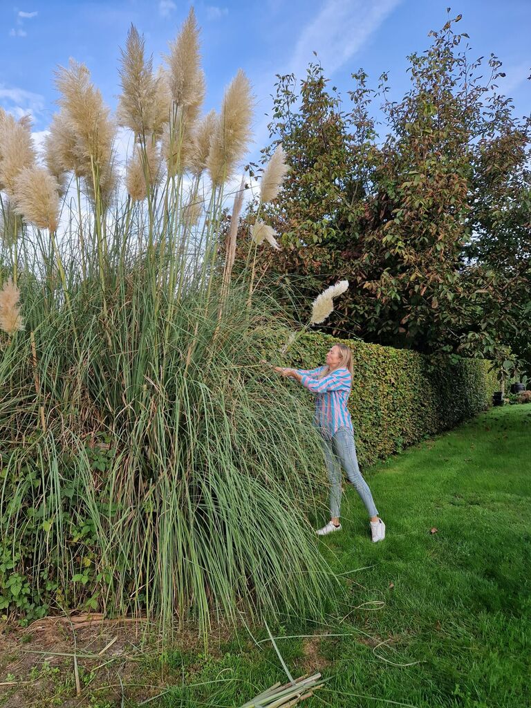 Zoals een goede ceremoniemeester in haar vak is , Kelly vraagt pampas dus Kelly krijgt pampas 