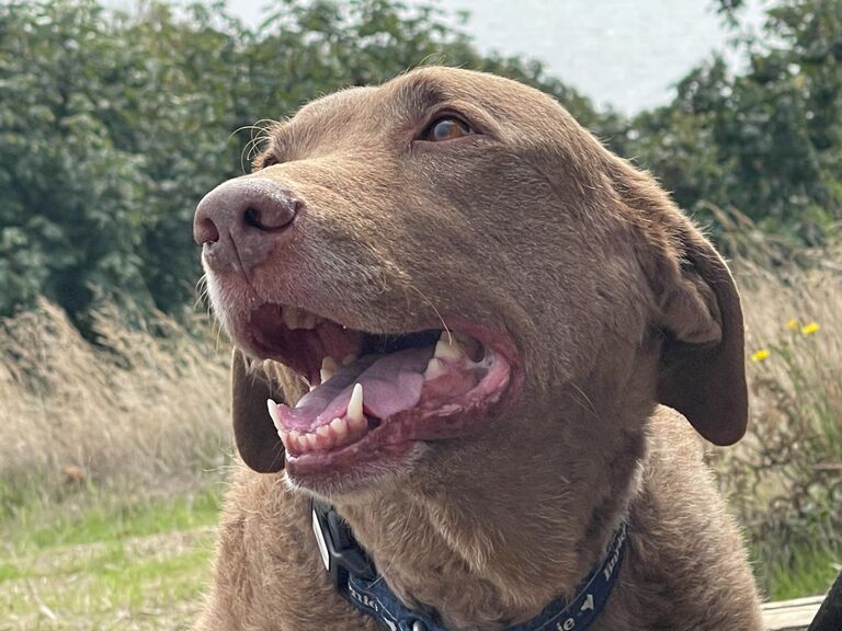 Cleo has been with us the whole time, here she is enjoying Discovery Park. 