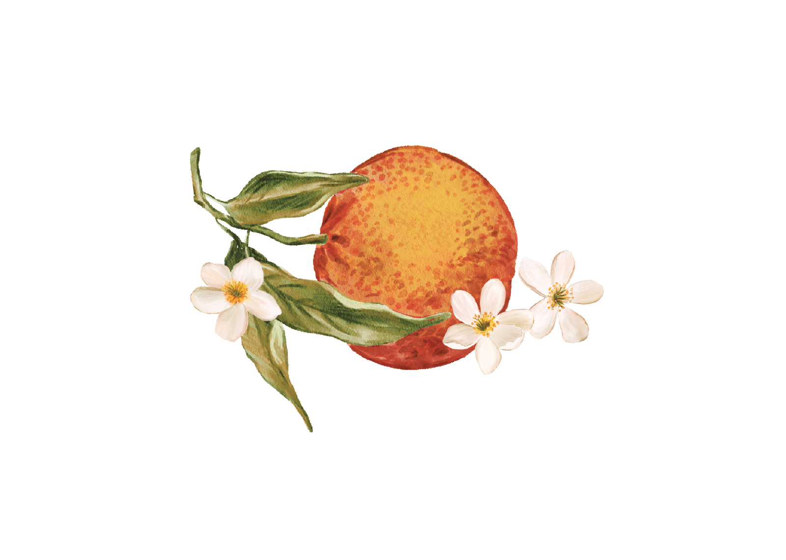 Top Theme Image