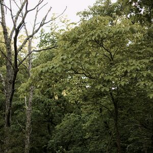 Gallery Photo 14