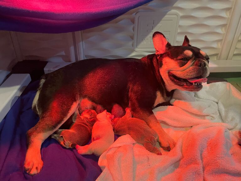 Chanel gave birth to three healthy, beautiful baby girls! Helping her raise her pups was one of the most challenging and exhausting, yet rewarding things we have done in our lives... and gave us a good taste at what parenting is like!