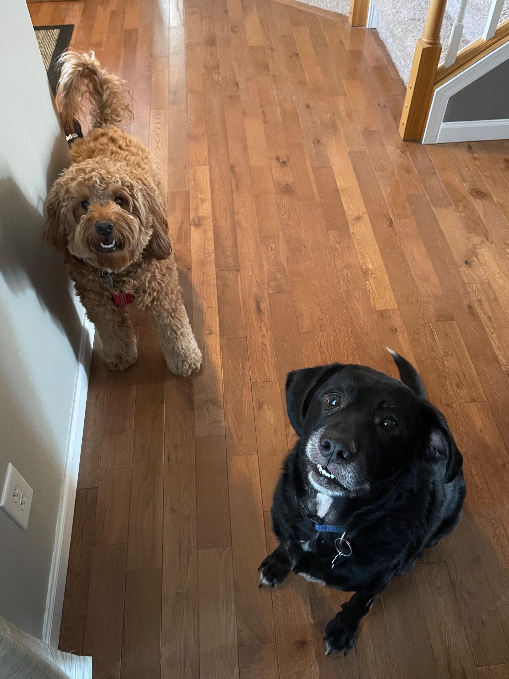 Finley and Gunner met for the first time on Finley's 2nd birthday! Gunner was not a big fan of Finley's playful nature at first, but they have come a long way and are best buddies now!