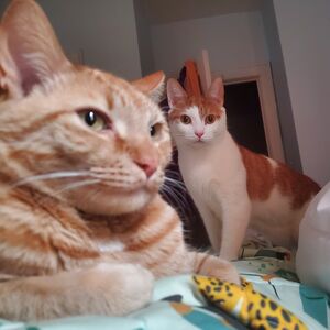 Gallery Photo 40