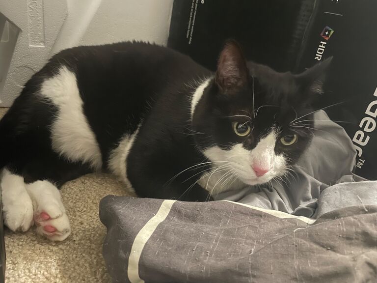 Introducing the rest of the crew, beginning with Sir Beru (cuddle-bug extraordinaire)