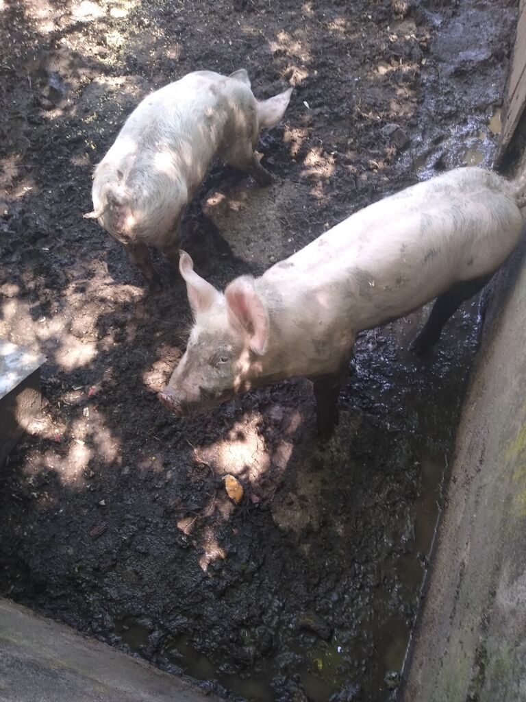 We met in our Bible class at Messiah in spring of 2021. During the summer, we went on our first unofficial double date, where we got to meet Mud & Dirt! (A special thanks to Ethan Cornwell and Jessica China for coming along with us to see the pigs!)