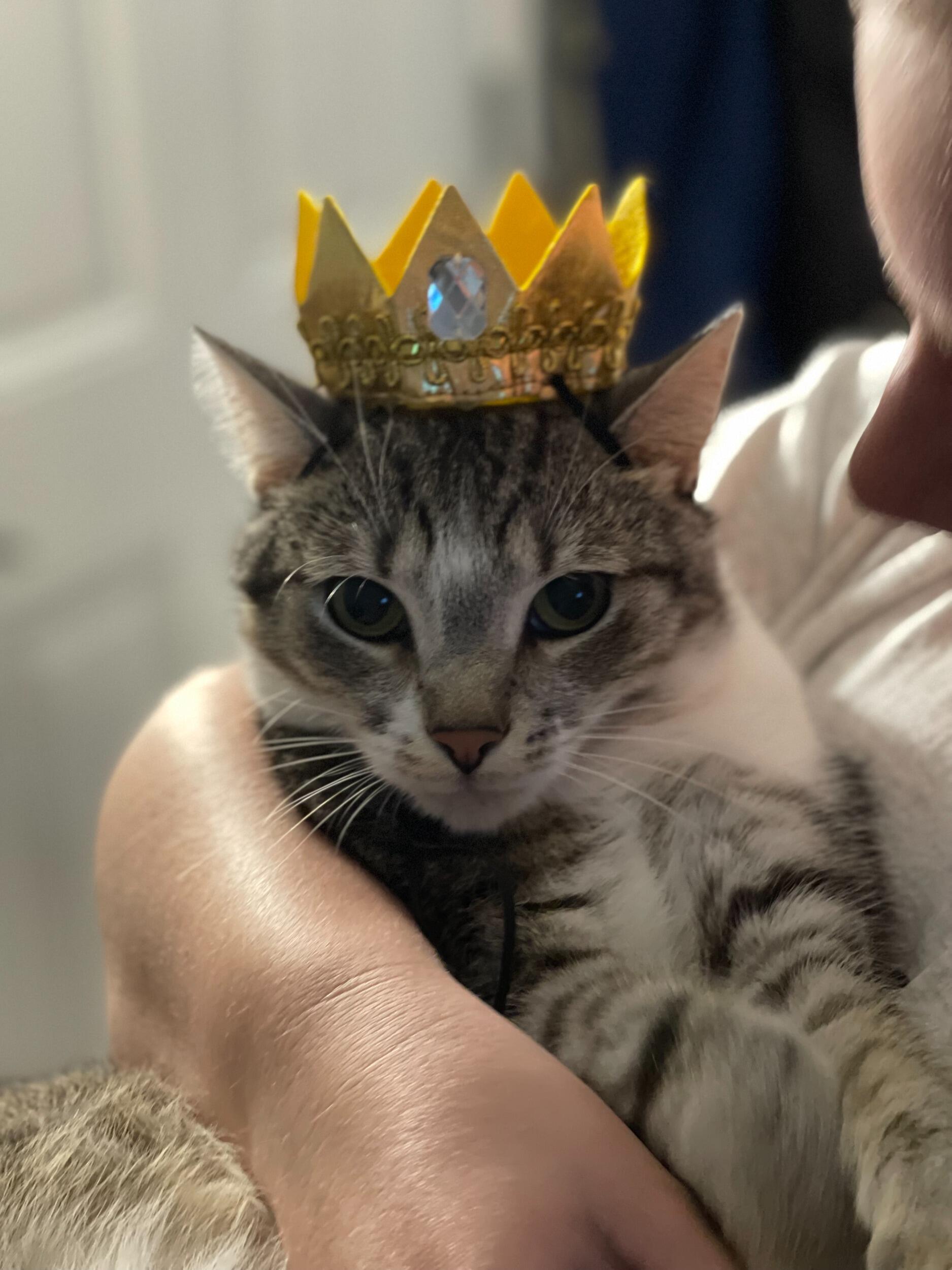 We adopted our second fur baby, Dilly!