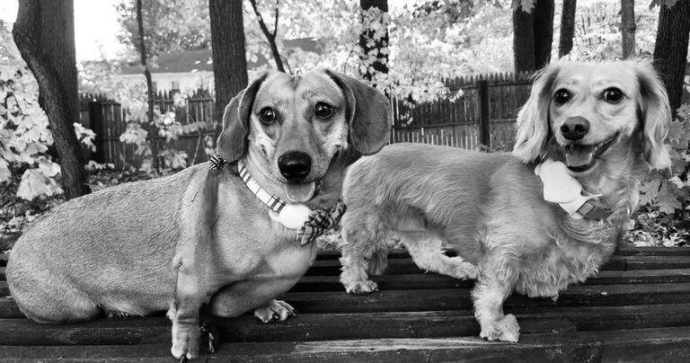 We moved in together and started building a home filled with love, laughter, and, of course, pets! Zach became an amazing pet parent to my two wiener dogs, Mr. Meatball and Ivy!