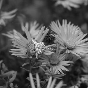 Gallery Photo 50