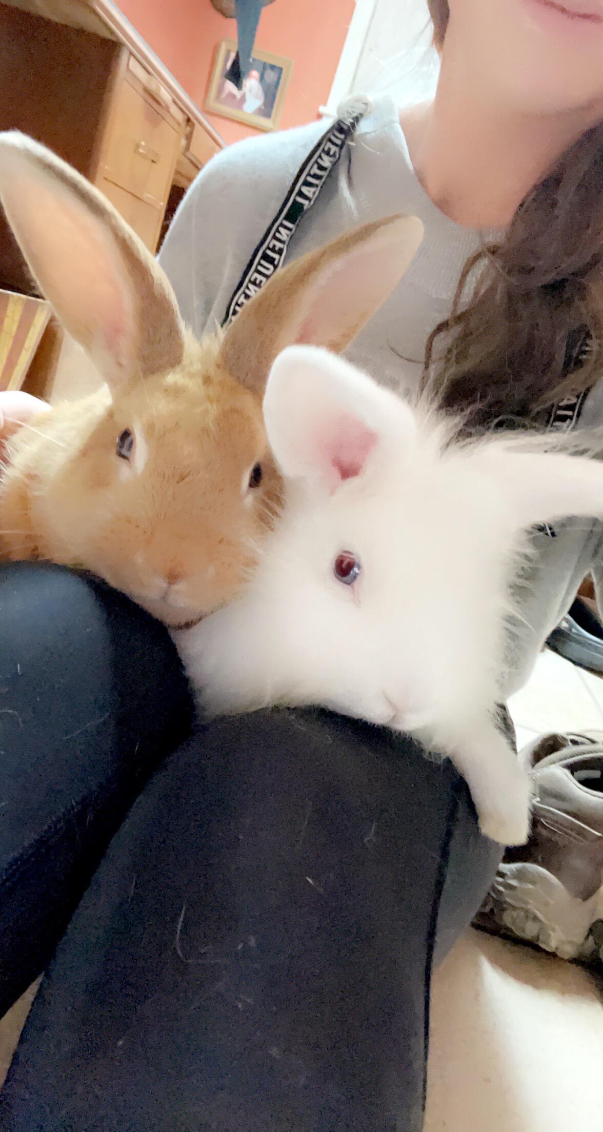 Paige adopts baby rabbits Bubbles and Thumper without telling Colton!