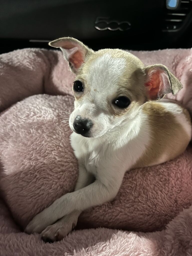 Got our second puppy together!
