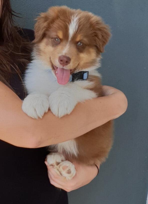 Our crazy furball Duncan joined our family <3 