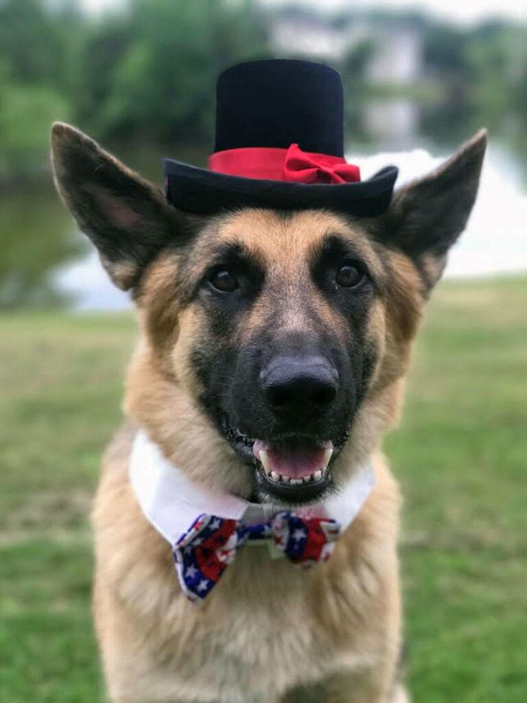 Dog wearing hat for wedding
