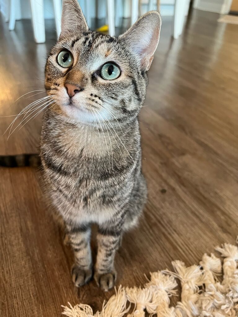 Adopted Noel from Eleventh Hour Rescue