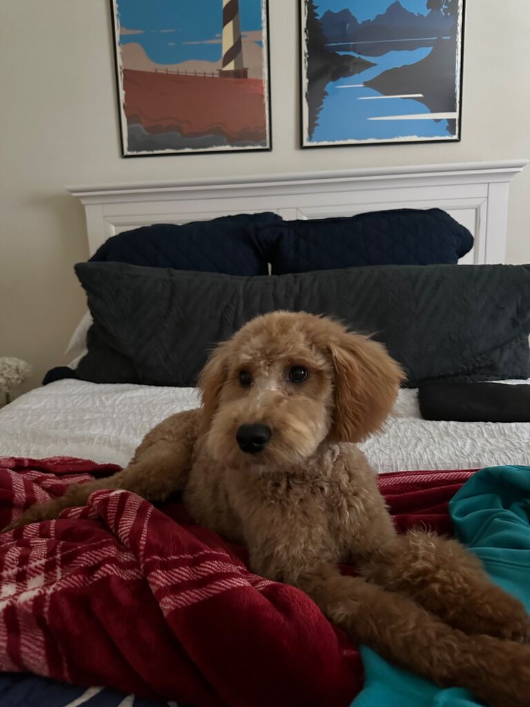 Got our sweet baby, Daisy!