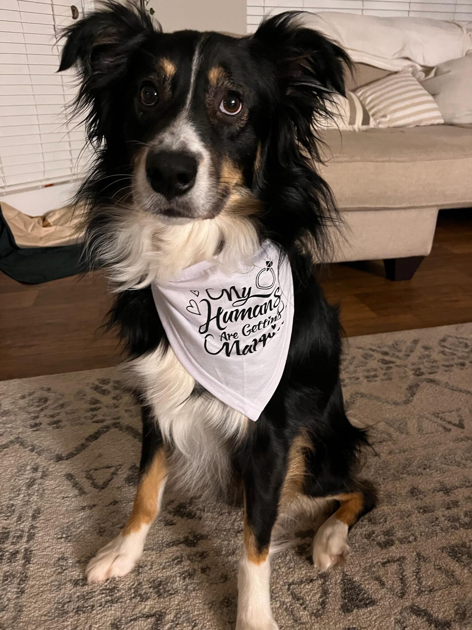"My Humans are Getting Married!"