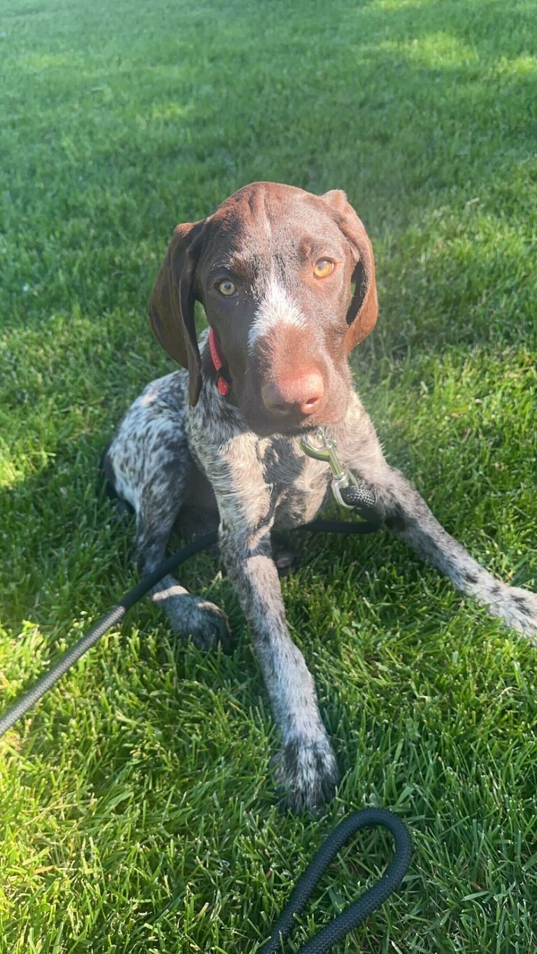We brought home our puppy, Ace!

Garrett thought "What better way to celebrate one year until our wedding than by bringing home a dog!"
