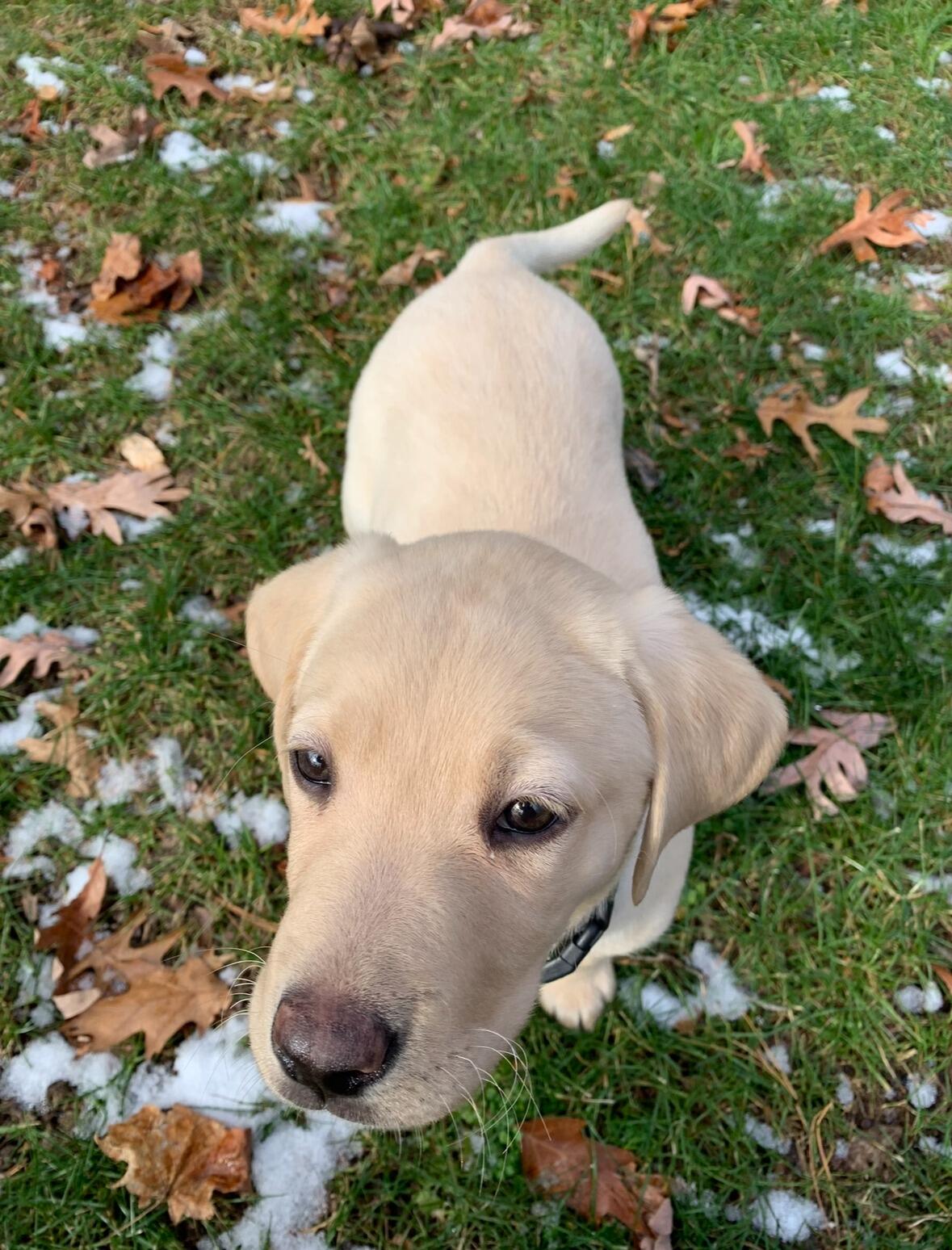 New Member of the Family: Beaux