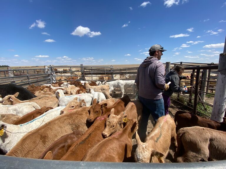 Vaccination Day! We took the day off of school on Friday to vaccinate cows and had Jarek's grandparents from Denver come visit. 