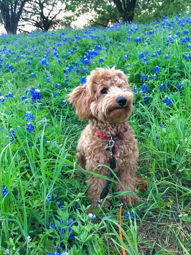 After a year of living in Houston, they decided to add another member to the family, Benny, who is named after their favorite late night pizza place in Blacksburg.
