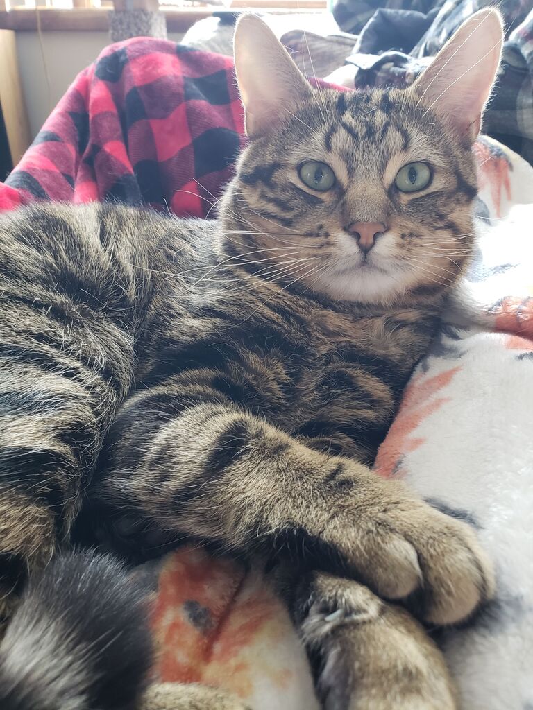 We adopted a cat! His name is Vinny and is the light of our lives; Such a loving goofball!