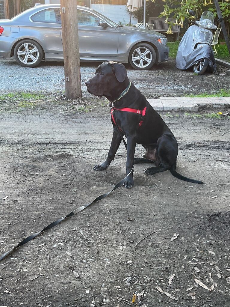 Must guard the house until John comes home