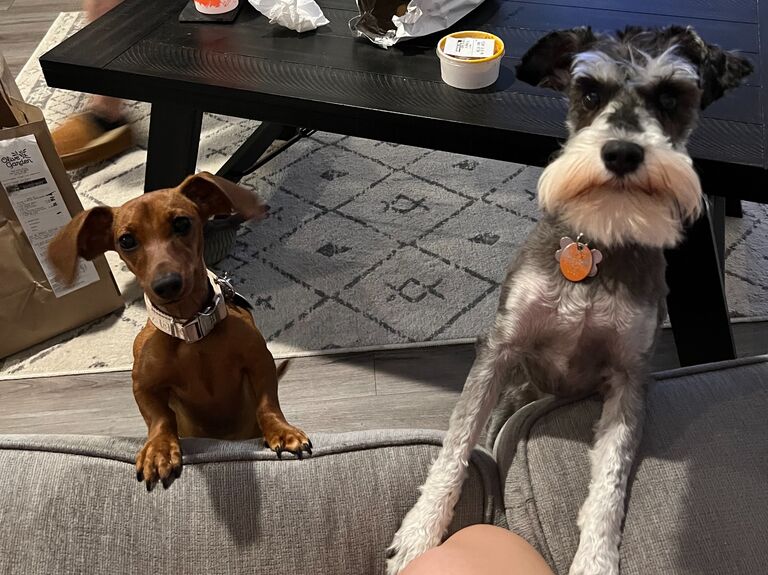 They got their 2nd dog Maybel