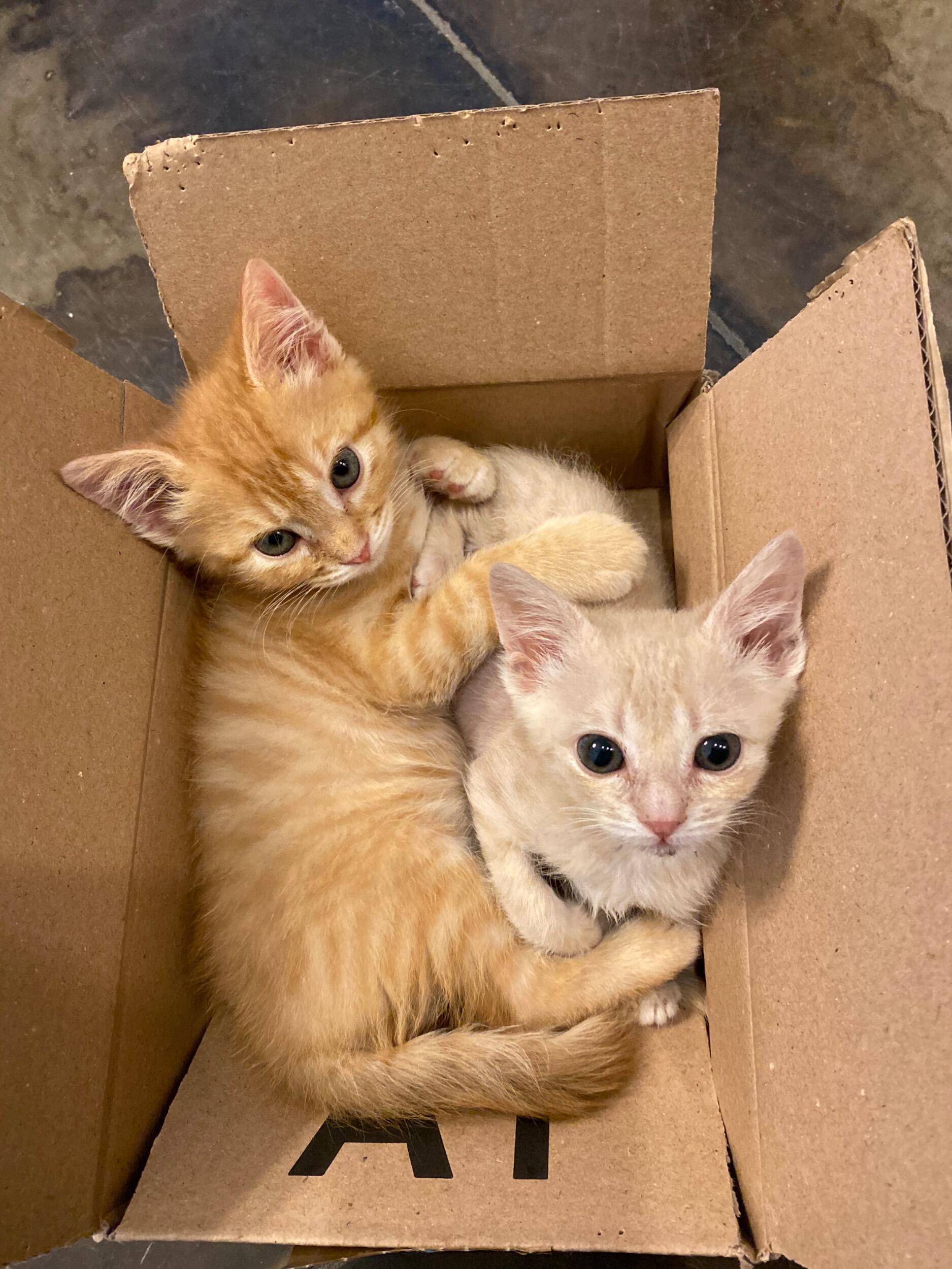 In May 2020, our family grew by two with the addition of our sweet boys, Finn and Remy. 