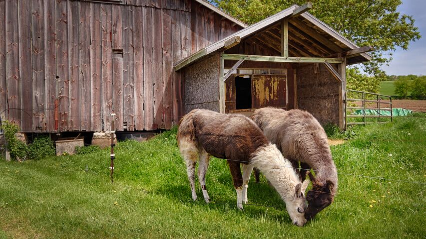 Pioneer Creek Farm, LLC - Lomira, WI