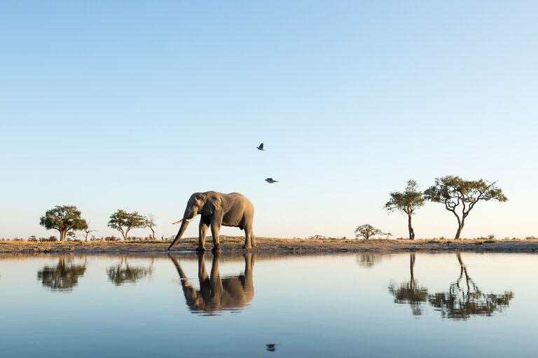 botswana elephant natural landscape