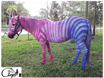 Choyce Party Ponies, Clown & Bounce - Pony Rides - Port Saint Lucie, FL - Hero Main