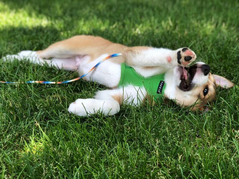 (Insert a few years of college) we adopt Baker!