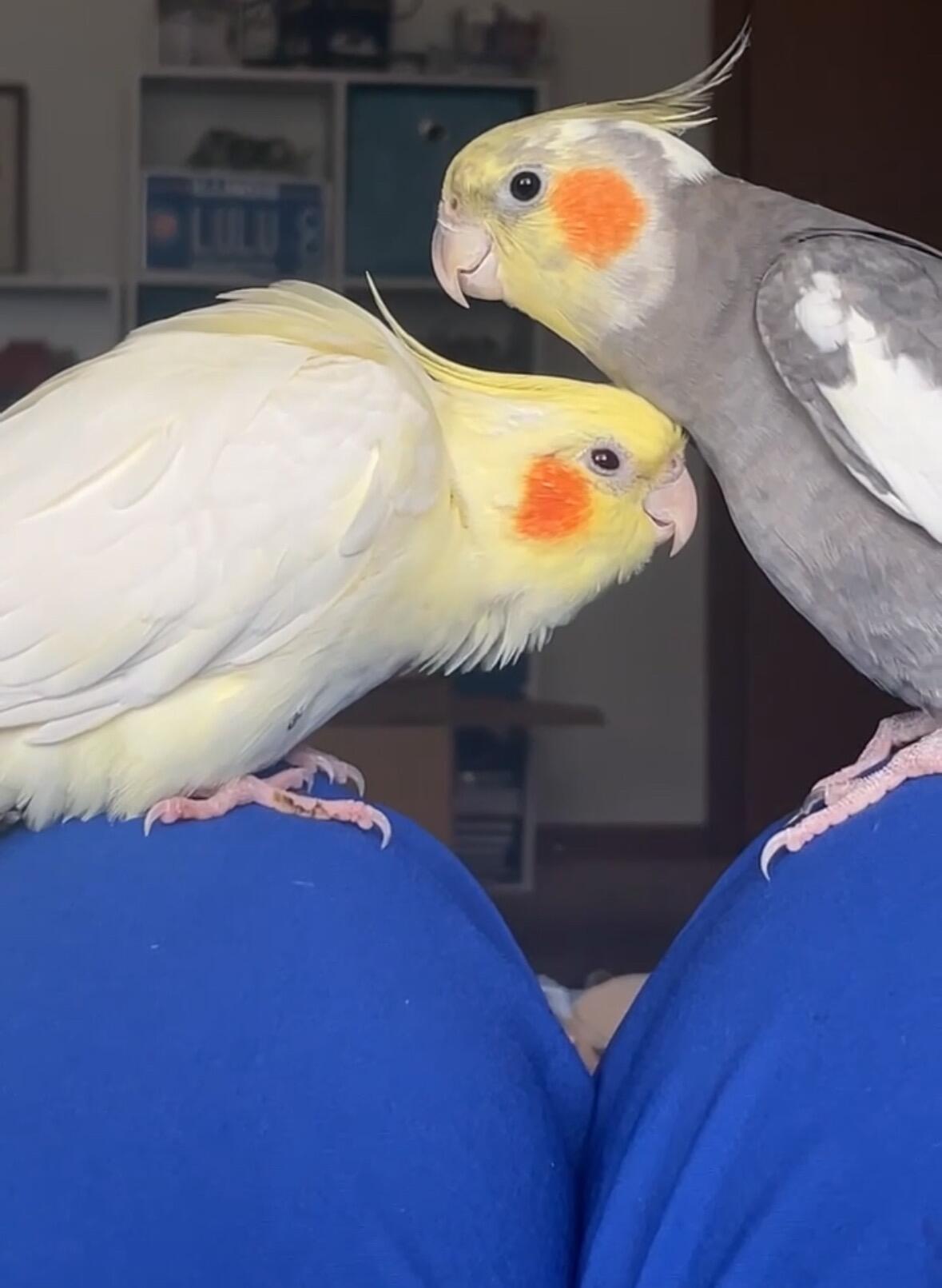 And then our family became 4 with Levi joining us 🐤🐦